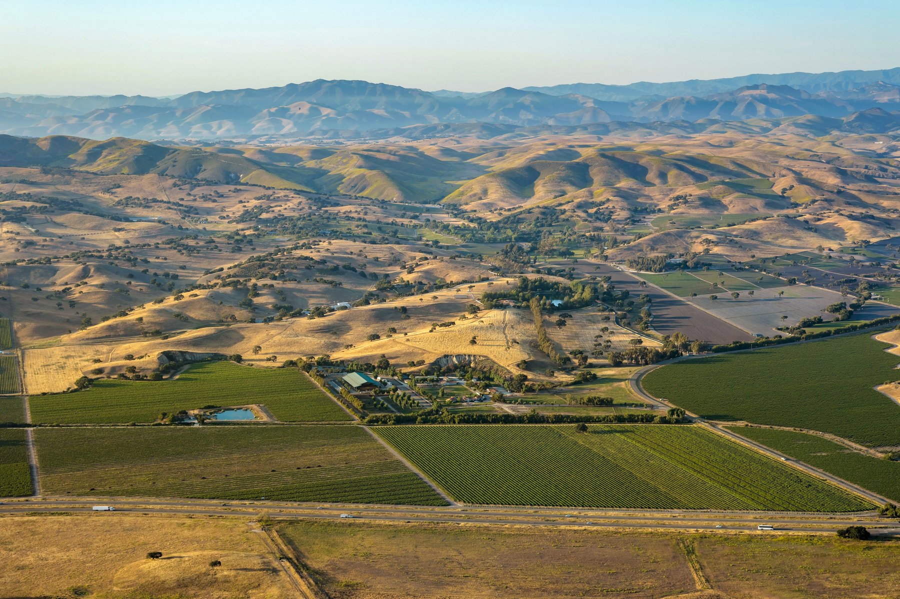 Carrari Vineyard