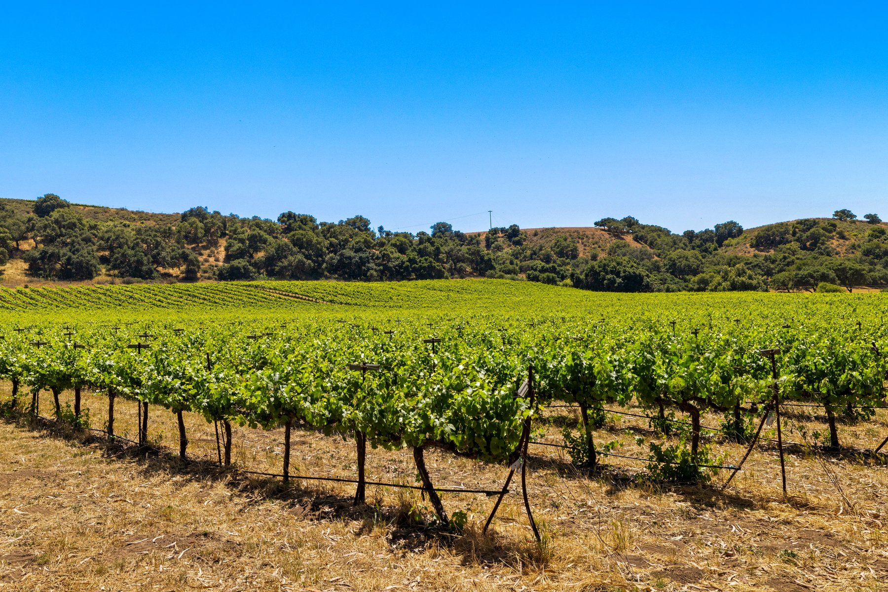 Goodchild Vineyard